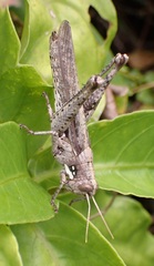 Schistocerca quisqueya