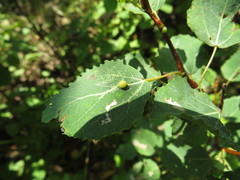 Harmandiola globuli