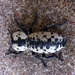 Escarabajo Vaquita - Photo (c) Shelia Hargis, algunos derechos reservados (CC BY-NC), subido por Shelia Hargis
