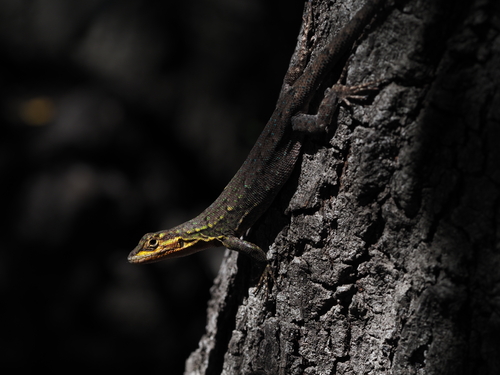 Blue-Green Smooth-throated Lizard, photo 3 of 7