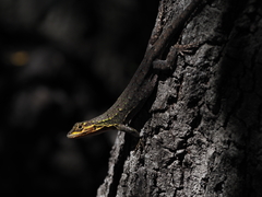 Thin Tree Iguana photo 3
