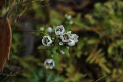 Gentianella corymbosa