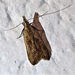 Dichomeris derasella