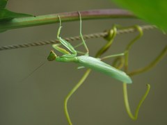 Hierodula transcaucasica