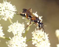 Cryptocheilus fabricii