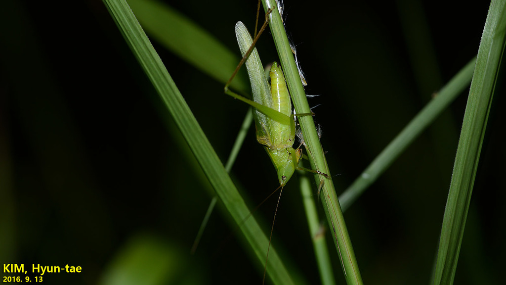 Ruspolia interrupta