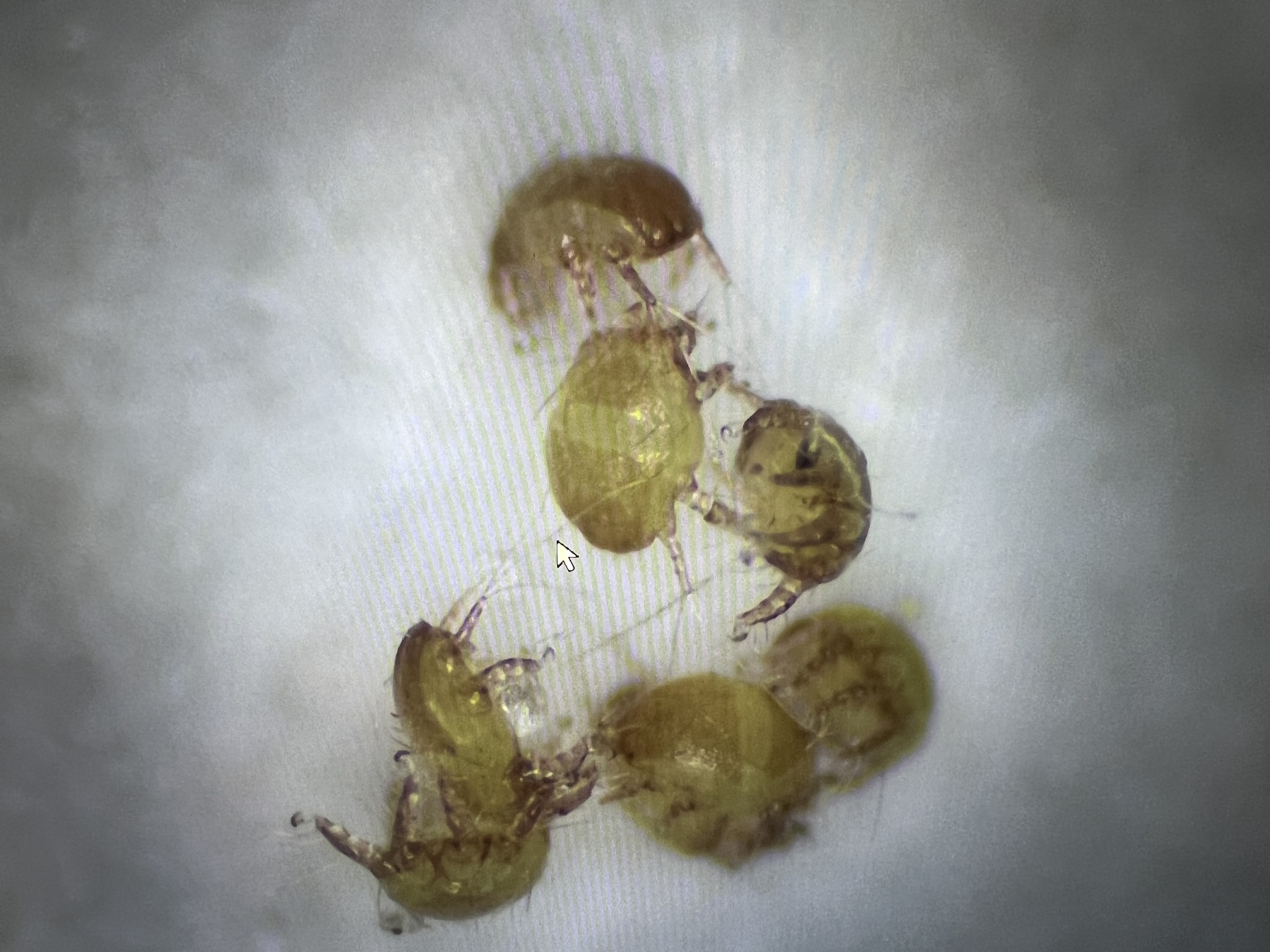 Melittiphis alvearius (Berlese, 1896)