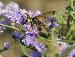 Cerceris tuberculata