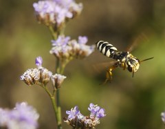 Cerceris tuberculata