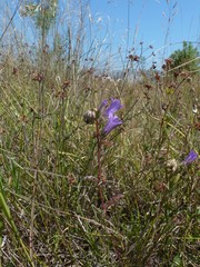 Campanula komarovii