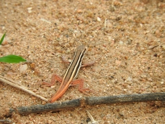 Ophisops leschenaultii