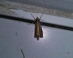 Carectocultus perstrialis