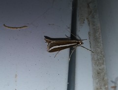 Carectocultus perstrialis