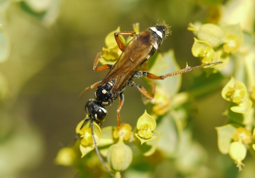Cryptocheilus variabilis