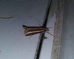 Carectocultus perstrialis