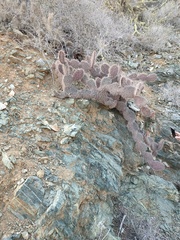 Opuntia pycnantha, photograph author not stated, no rights reserved