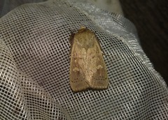 Leucania pseudargyria