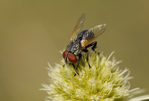 Xysta holosericea