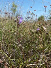 Campanula komarovii