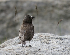 Leucosticte atrata