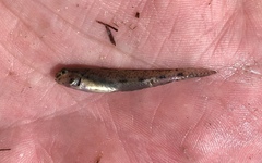Ctenogobius