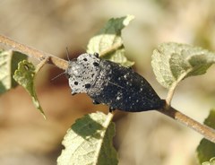 Capnodis tenebrionis