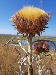 Cynara