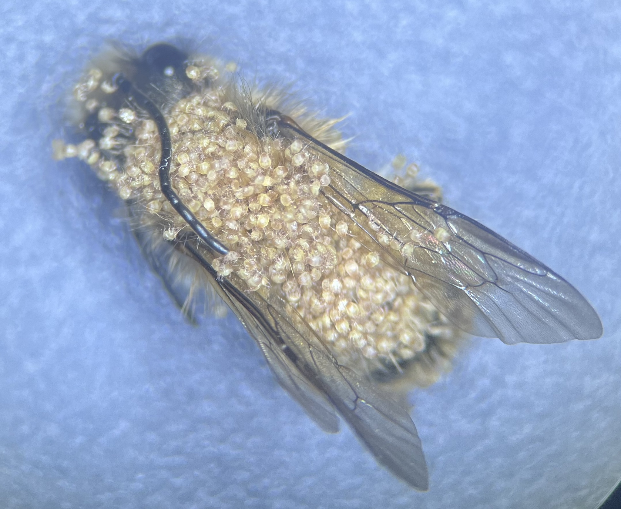 Melittiphis alvearius (Berlese, 1896)