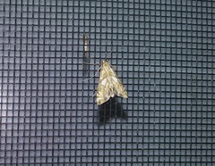 Neocataclysta magnificalis