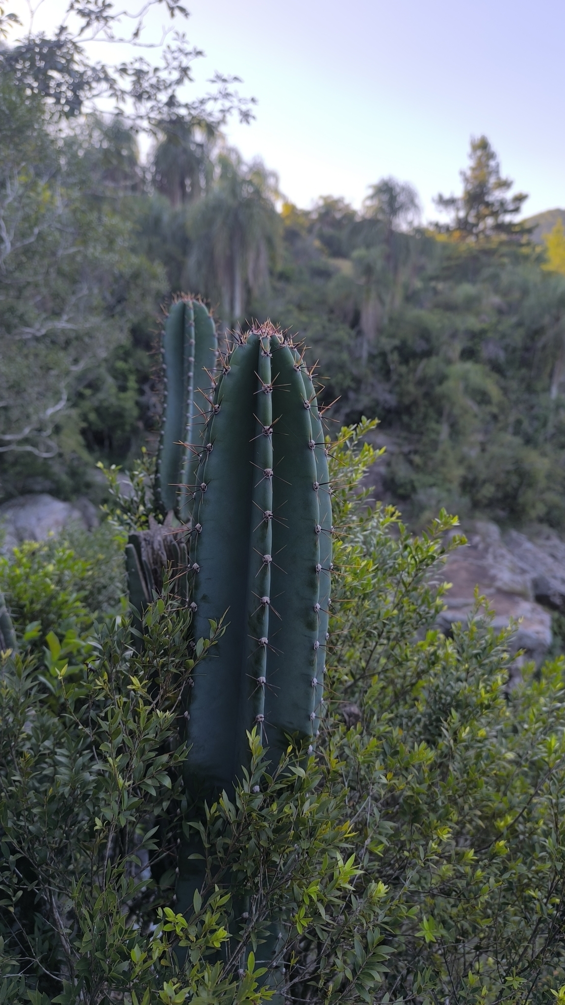 Cereus hildmannianus