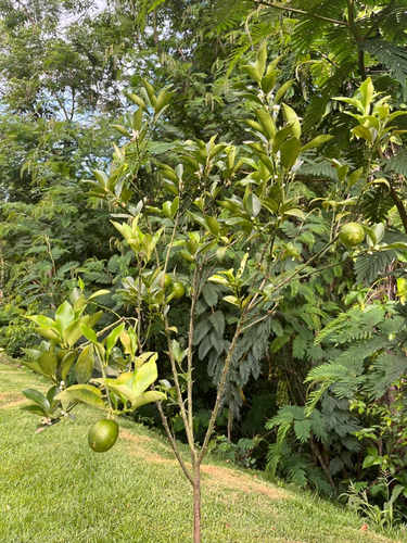 Citrus japonica iNat (1)
