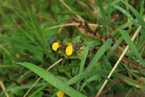 Calceolaria mexicana (Calceolaria mexicana)