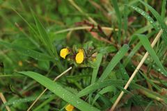 Calceolaria mexicana