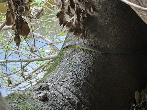 Common Tree Snake sighting