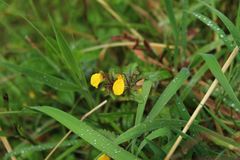 Calceolaria mexicana