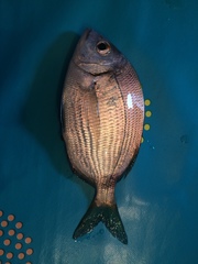 Diplodus