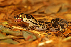Giri's Geckoella photo 4