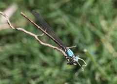 Argia