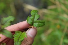 Calceolaria mexicana