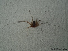 Paraphrynus raptator