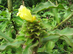 Costus villosissimus