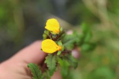 Calceolaria mexicana