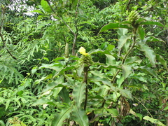 Costus villosissimus