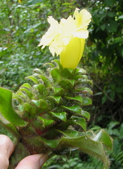 Costus villosissimus