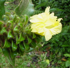 Costus villosissimus