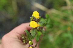 Calceolaria mexicana