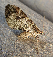 Stamnodes gibbicostata