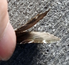 Stamnodes gibbicostata