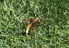 Megarhyssa macrurus icterosticta