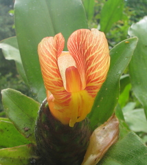 Costus laevis